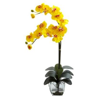 Double Stem Phalaenopsis Orchid in Glass Vase 27   Yellow