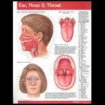Ear, Nose and Throat Chart Size  1 Panel
