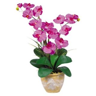 Double Stem Phalaenopsis Orchid in Ceramic Pot 25   Orchid