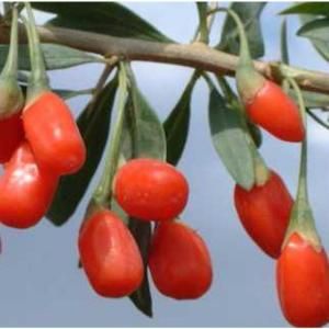 Sweet Berry Selections Goji Berry Fruit Bearing Potted Shrub GOBAQT