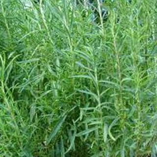 OnlinePlantCenter 3.5 in. French Tarragon Culinary Herb Plant H3508CL