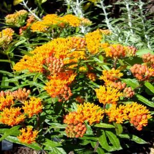 OnlinePlantCenter 1 gal. Butterfly Weed Plant A150CL
