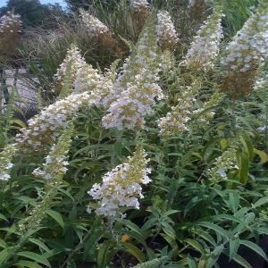 OnlinePlantCenter 2 gal. White Profusion Butterfly Bush Plant B160515