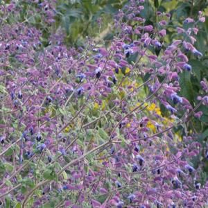 Salvia Bicolor SF0027