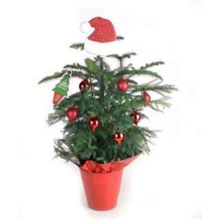 Costa Farms Living Pine Tree 6 in. Norfolk Island Red Decorations with Mylar and Topper ARD6