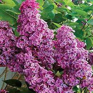 OnlinePlantCenter 1 gal. Dark Purple Common Lilac Shrub S368312