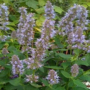 OnlinePlantCenter 1 gal. Blue Fortune Giant Hyssop Plant A100CL