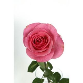 Globalrose 100 Pink Color Roses DISCONTINUED attache medium 100