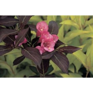 Proven Winners Wine and Roses ColorChoice Weigelia 4.5 in. Quart WEIPRC1017800