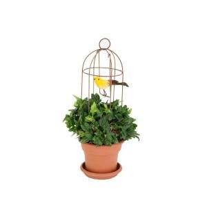 4.25 in. Mossed Ivy Rustica Bird Cage in Pot and Saucer XX PLIRB4
