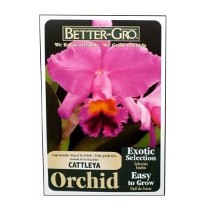 Better Gro Lavender Cattleya Packaged Orchid 20321