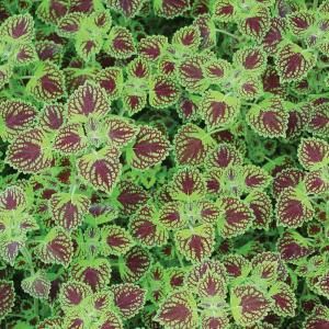 Proven Winners Proven Selections Chocolate Drop Coleus 4.25 in. Grande COLPRS1127520