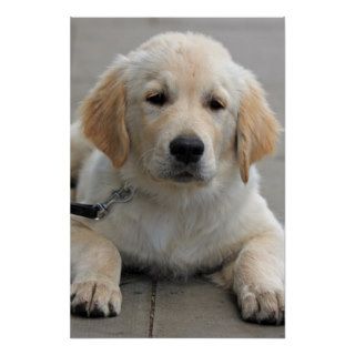 Golden Retriever puppy dog cute beautiful print