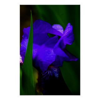 Purple Iris poster
