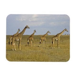 Maasai Giraffes roaming across the Maasai Mara Vinyl Magnet