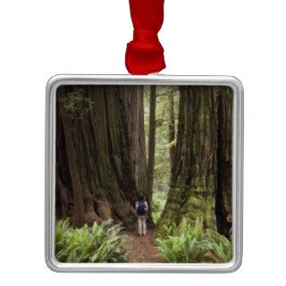CA, Jedediah Smith Redwoods State Park, Christmas Ornament