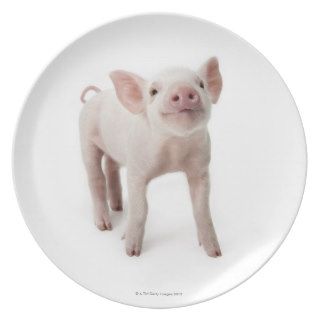 Pig Standing Looking Up Party Plate