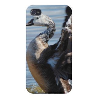 Snow/Canadian goose hybrid 2 iPhone 4 Covers