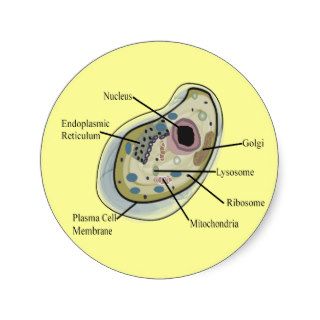 Human Cell Biology T Shirts Stickers