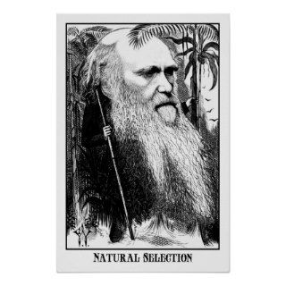 Charles Darwin  Natural Selection Poster