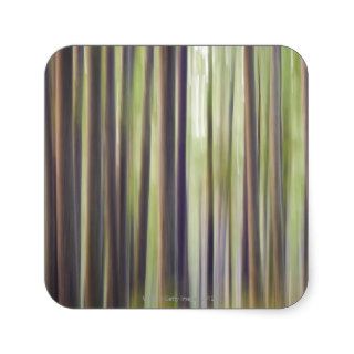 Motion blur of trees along the trail to Third Square Sticker