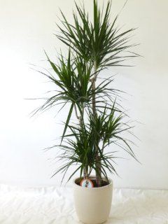 Dracaena marginata "Drachenbaum" 150 cm / 3er Gruppe / Zimmerpflanze Garten