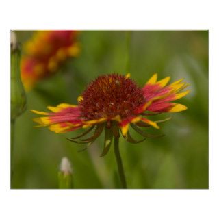 16x20 Indian Blanket Wildflower Posters