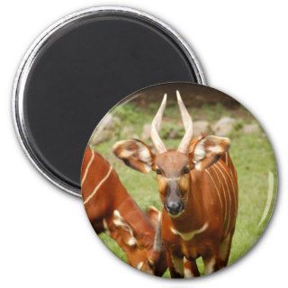 african bongo 4 refrigerator magnet