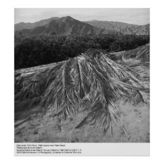 Palm Leaves near Palm Desert by Ansel Adams Posters