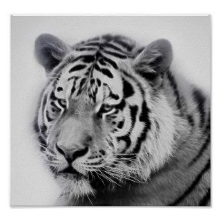 Beautiful Tiger in Black and white Posters