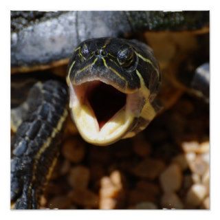 Turtle with Mouth Open Poster