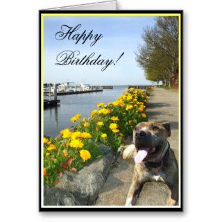 Happy Birthday Pitbull greeting card