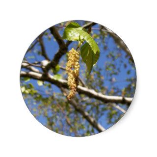 Birch Tree Seed Pods Stickers