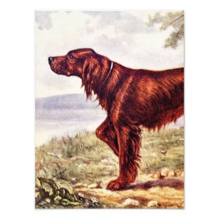 Irish Setter 1900 Illustration of Sporting Dog Art Photo
