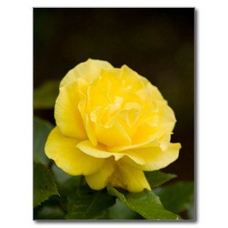 Golden Yellow Rose Isolated on Black Background Post Card
