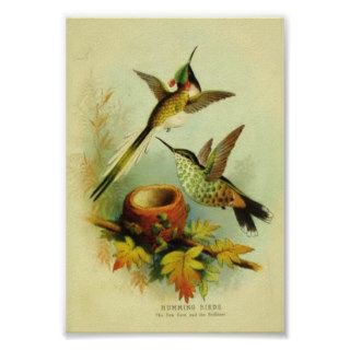 Vintage Hummingbird Print