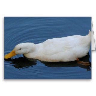 White Duck Greeting Cards