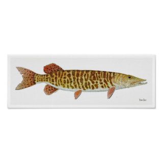 Barred Muskellunge Art Poster