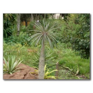 Madagascar Palm Postcard