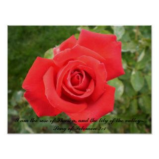 Beautiful single rose with Scripture Posters
