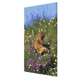 NA, USA, Washington, Olympic NP, Olympic 2 Gallery Wrapped Canvas