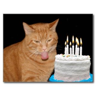 Funny cat birthday postcards