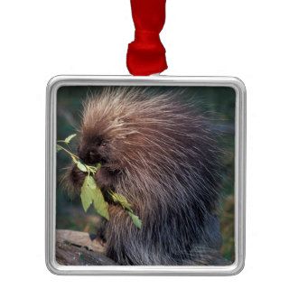 NA, USA, Alaska, Captive porcupine Christmas Tree Ornaments