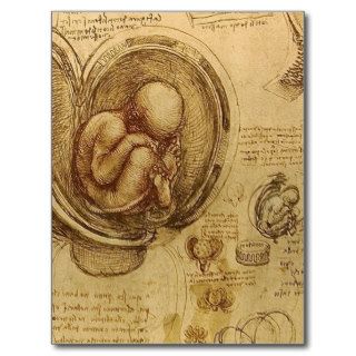 Leonardo Da Vinci    Study of Anatomy Postcard