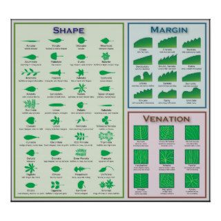 Chart of Leaf Morphology Shape Venation Margin Posters
