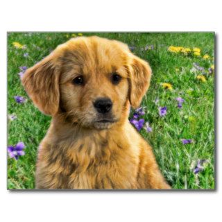 Cute yellow retriever puppy with flowers in back postcards