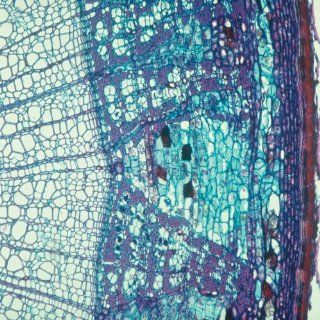 Cork Cells, c.s., 12 µm Microscope Slide