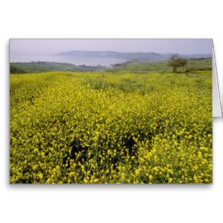 Lime Wildflowers Above Sea Of Galilee, Northern Is Cards