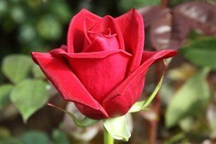Cherry Love Red Rose 20" Long   100 Stems   Flowering Plants