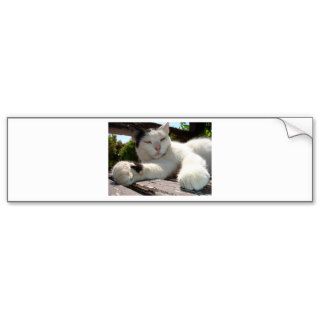 Black and White Bicolor Cat Lounging on A Park Ben Bumper Sticker